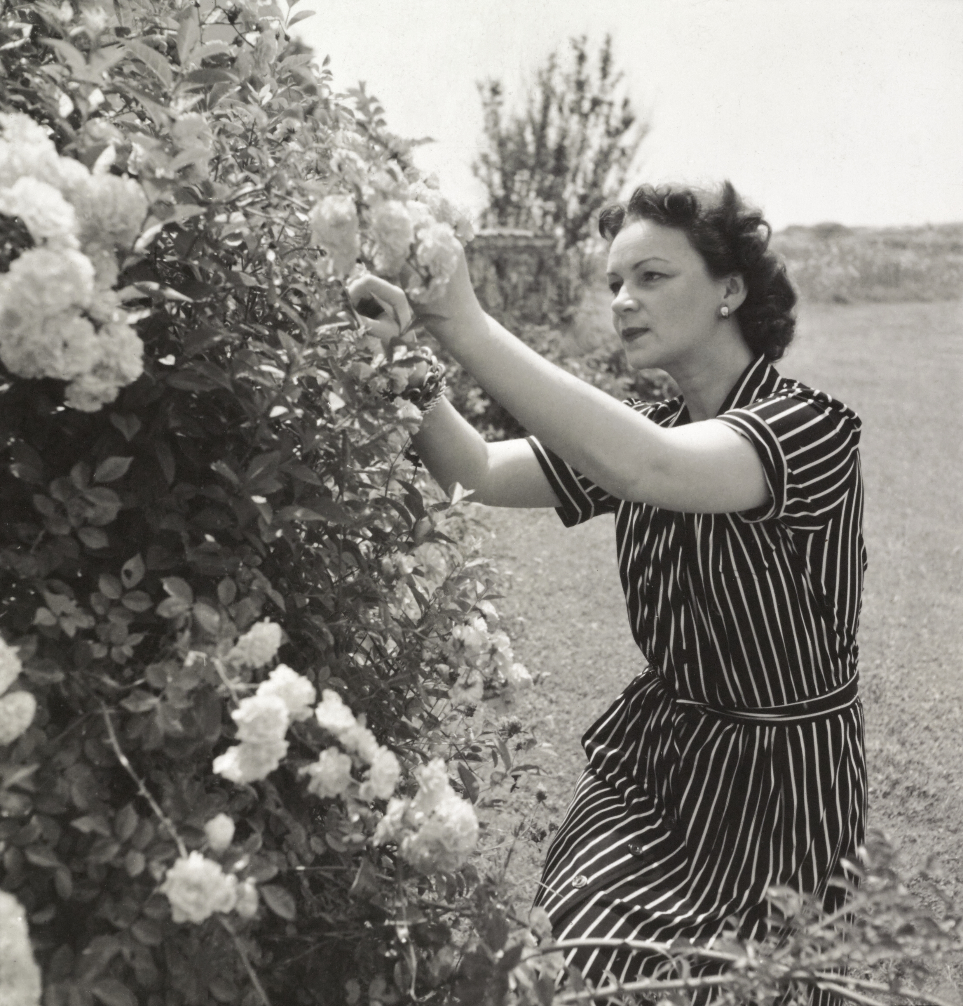Mrs. Richard Lounsbery in her garden, in Newport, Rhode Island