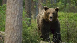A brown bear in Finland