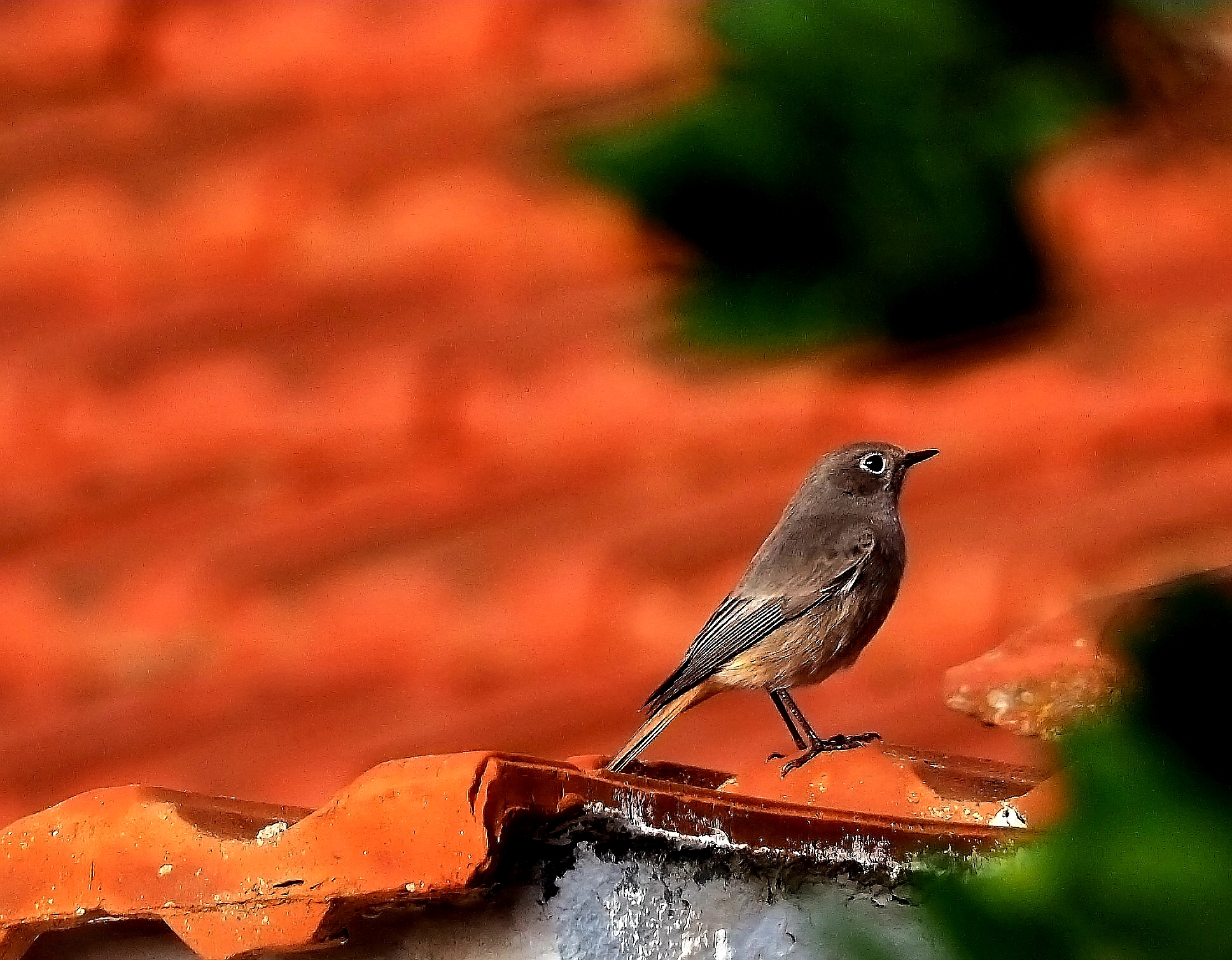 GuruShots - Nature March 2026