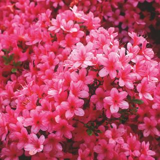 Closeup of pink azalea flowers