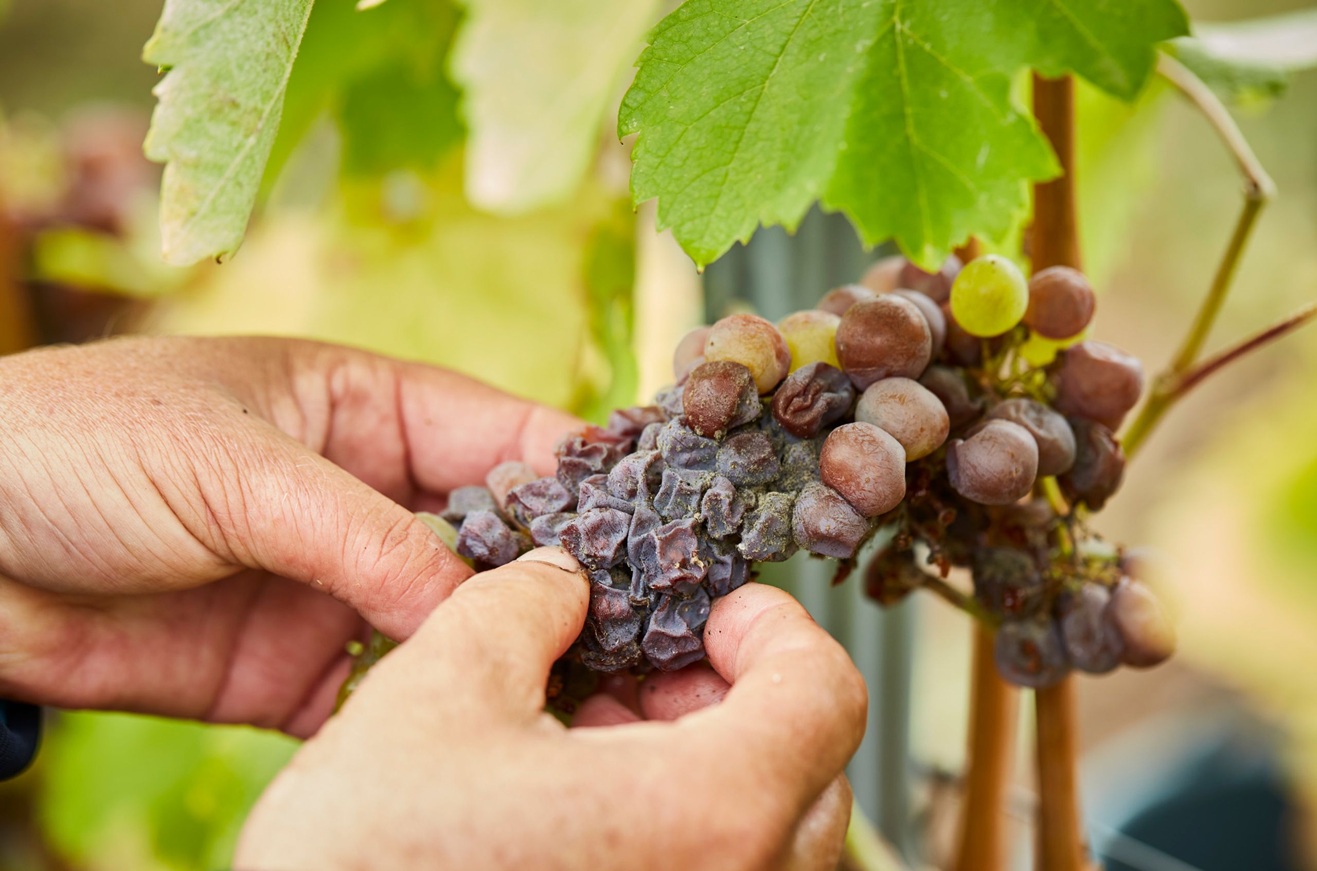 Single-vineyard Tokaji Aszús: A preview of Royal Tokaji’s 2019