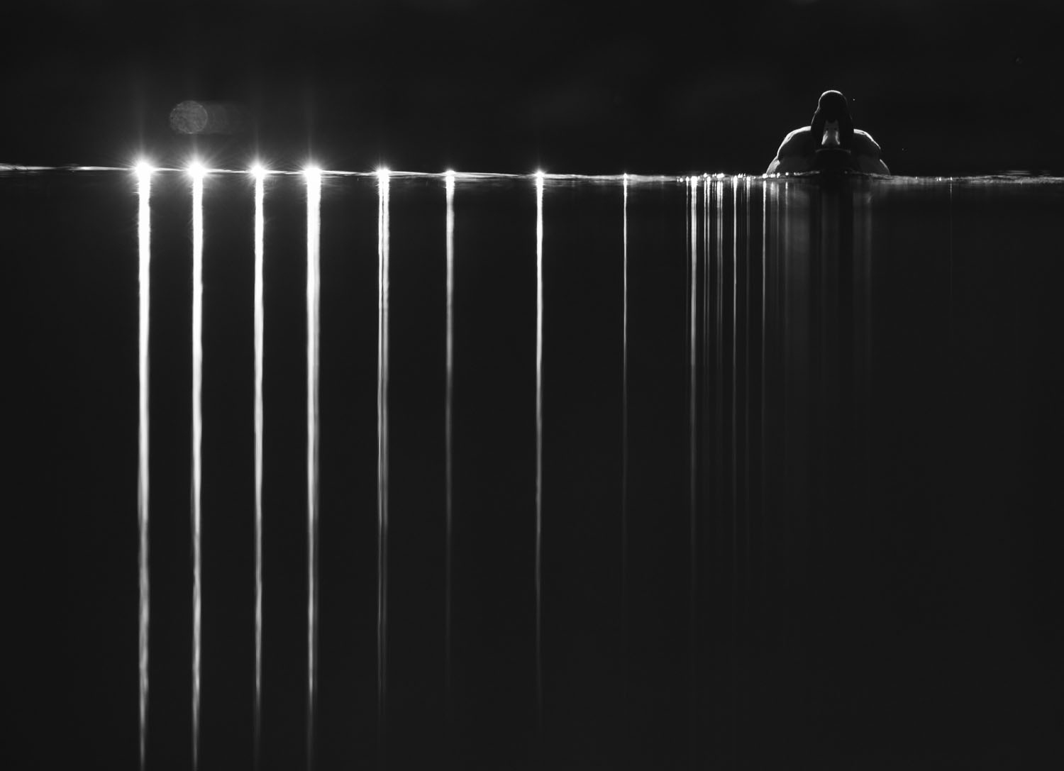 Black-and-white image of a duck swimming at night, with bright lights along the waterline casting long vertical reflections