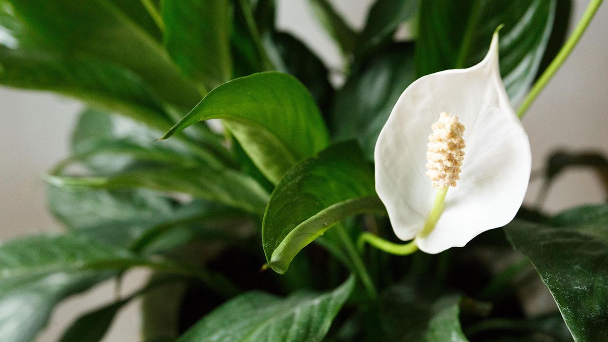 How to propagate a peace lily – follow these 5 easy steps and create new plants for free