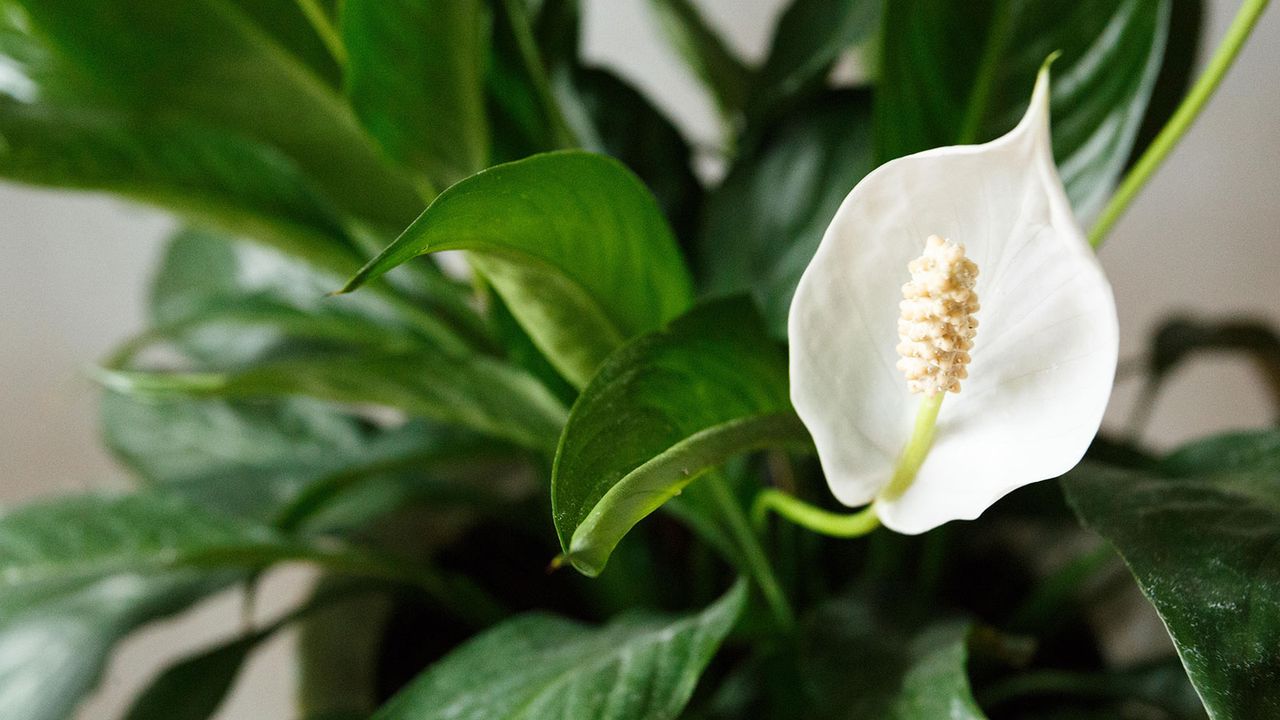 peace lily and its white flower