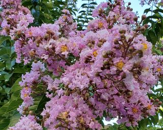 Close-up of a flowering crape myrtle (Lagerstroemia)