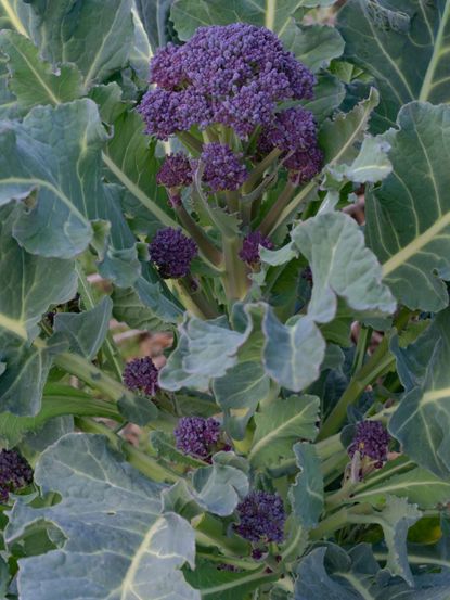 purple sprouting broccoli