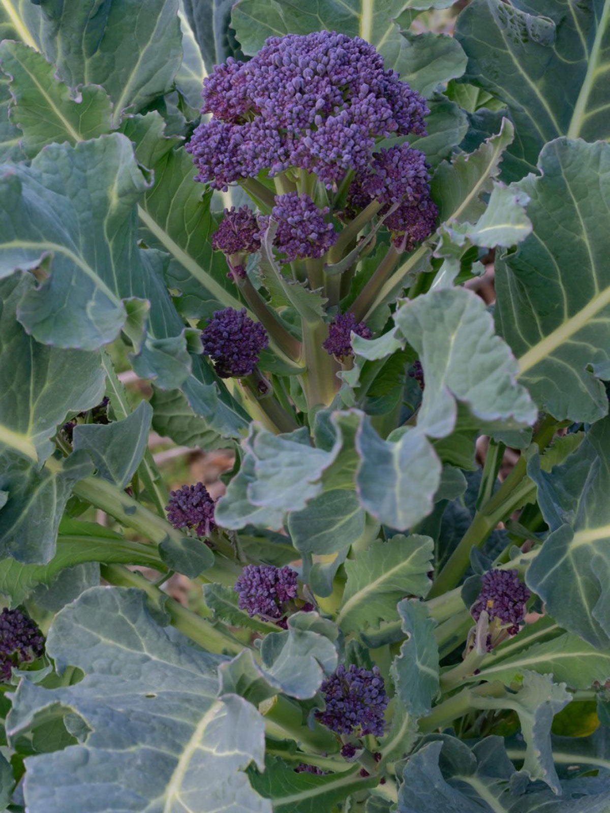How Does Purple Broccoli Grow?  