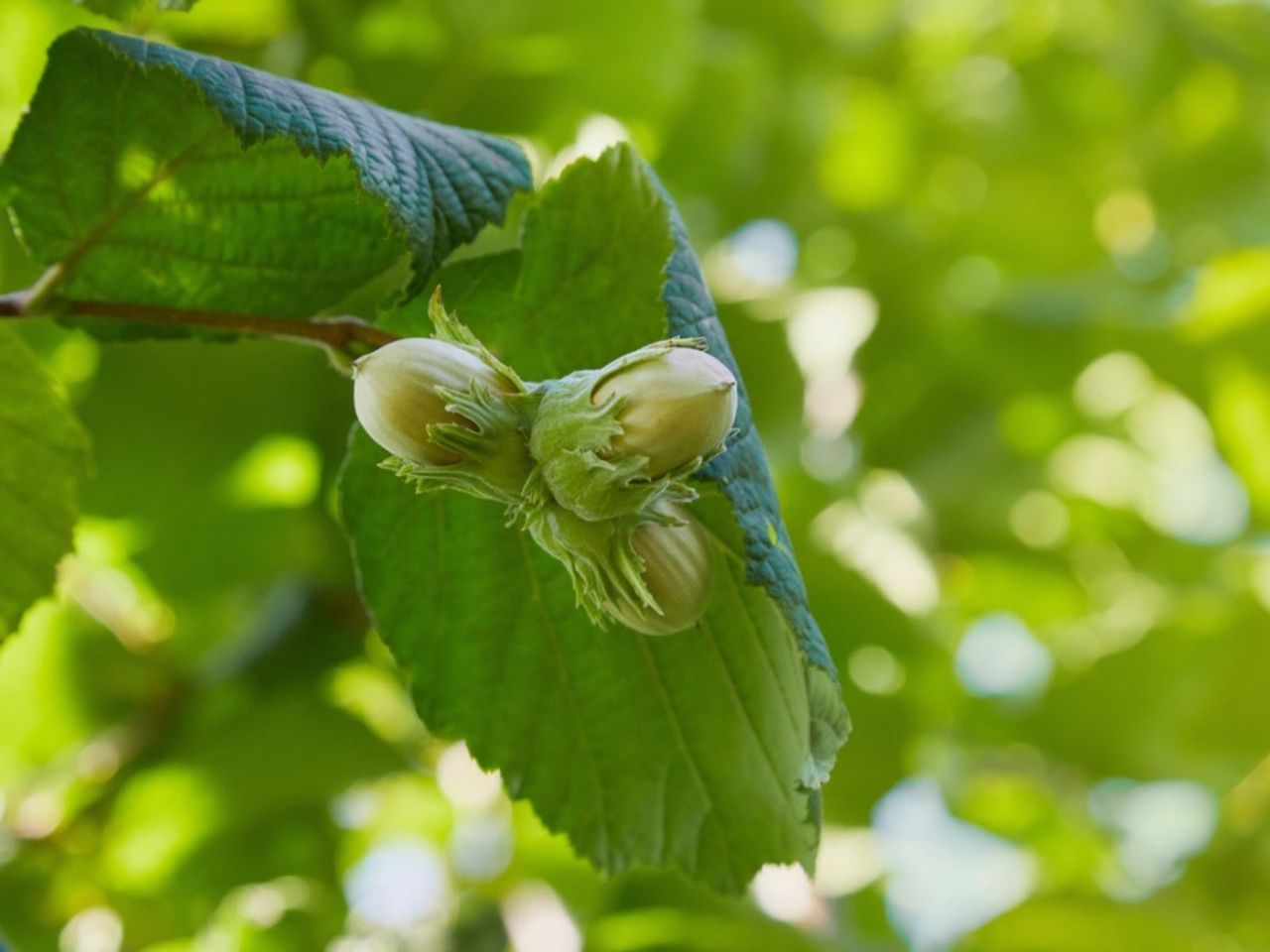 A Hazelnut Tree