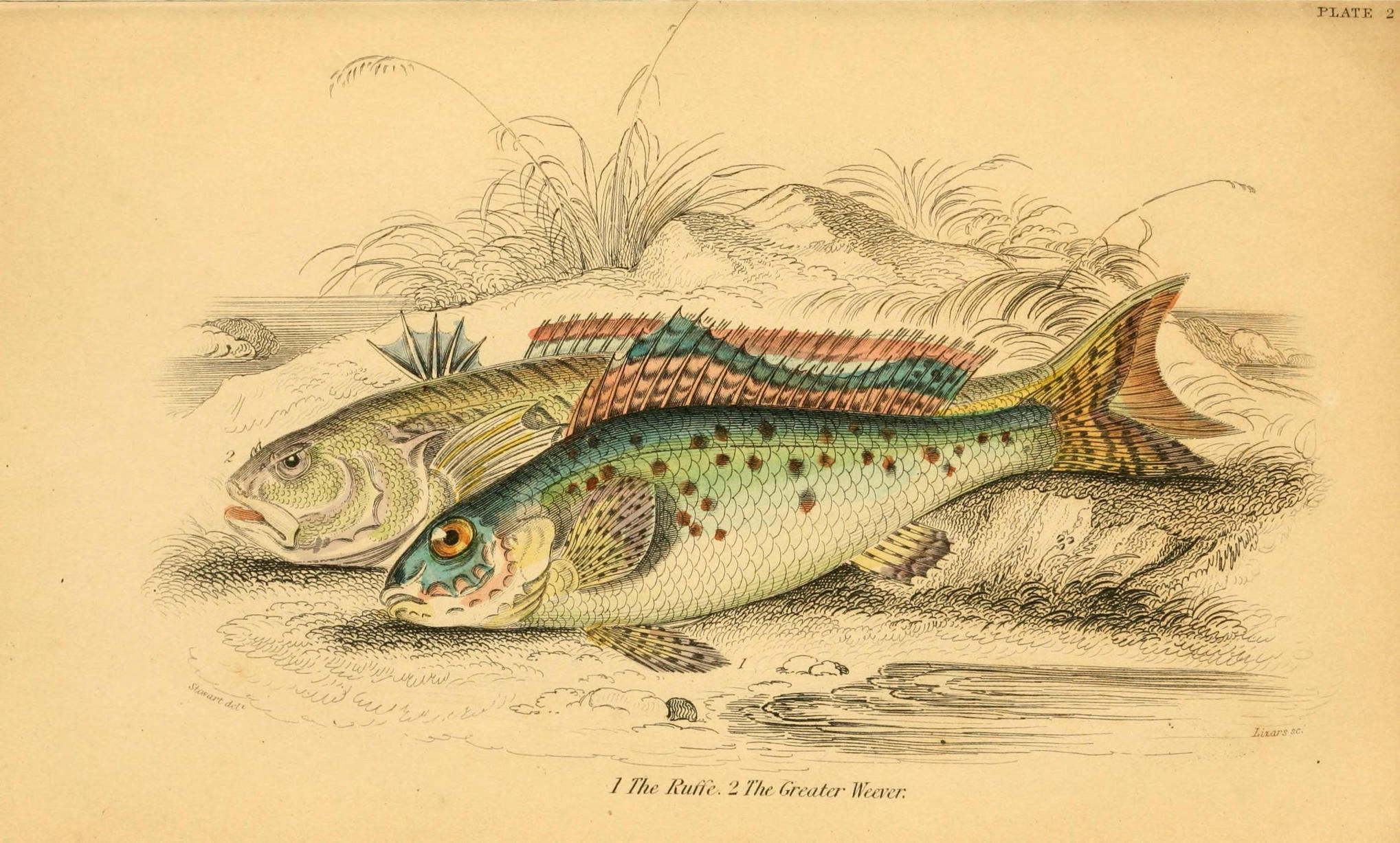 Antique fish illustration