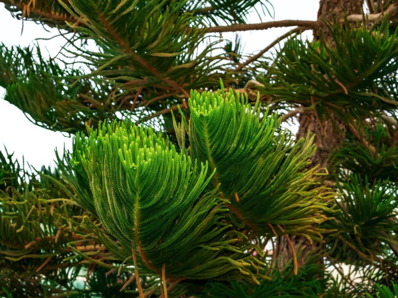 Yellow-Brown Norfolk Pine Leaves