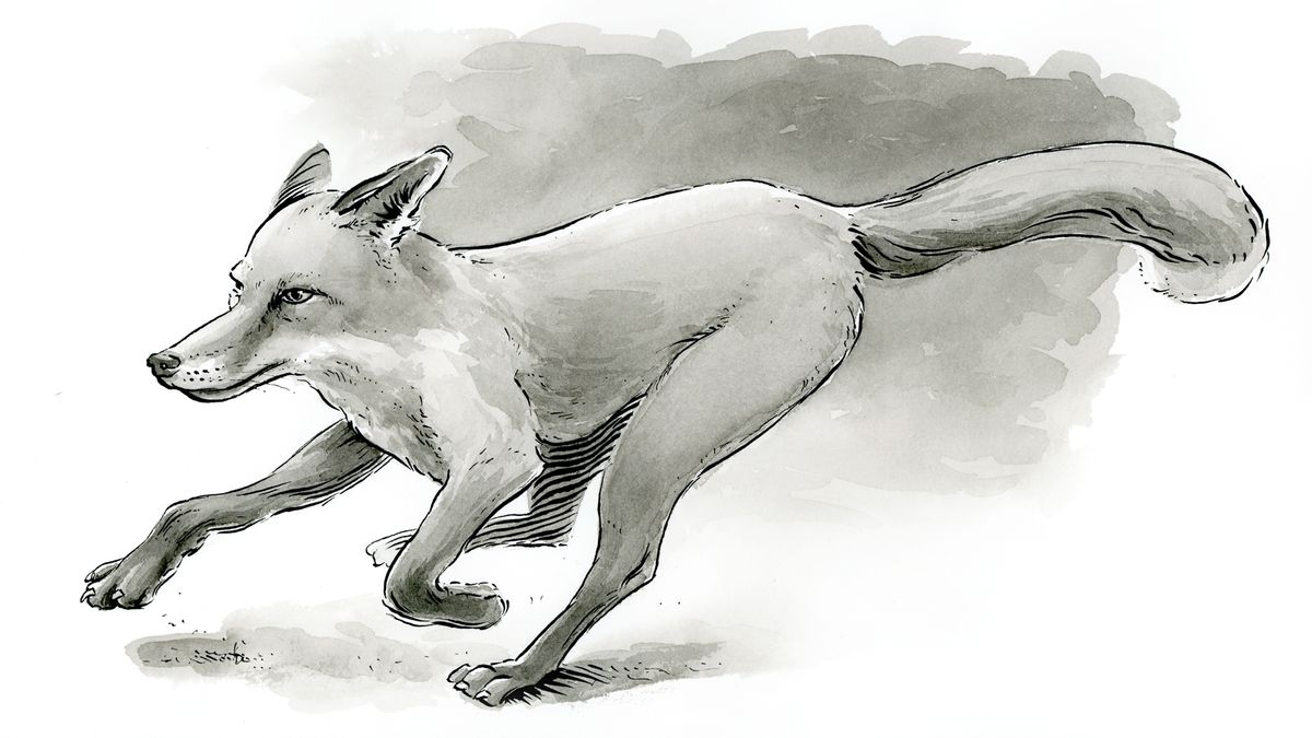 ArtStation - Fox Sketch