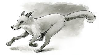 finished image of a fox with grey tones, created using Indian ink