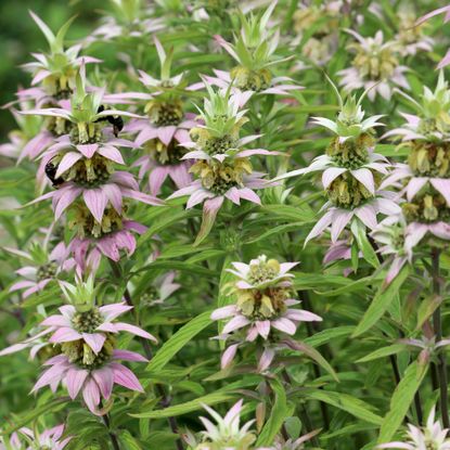 horsemint growing in garden with bees