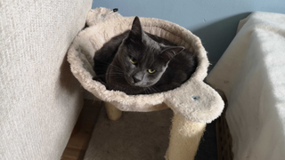 Georgia's cat Annie sitting in one of the best cat hammocks