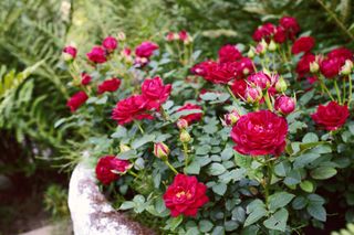 A close-up of red roses in a container