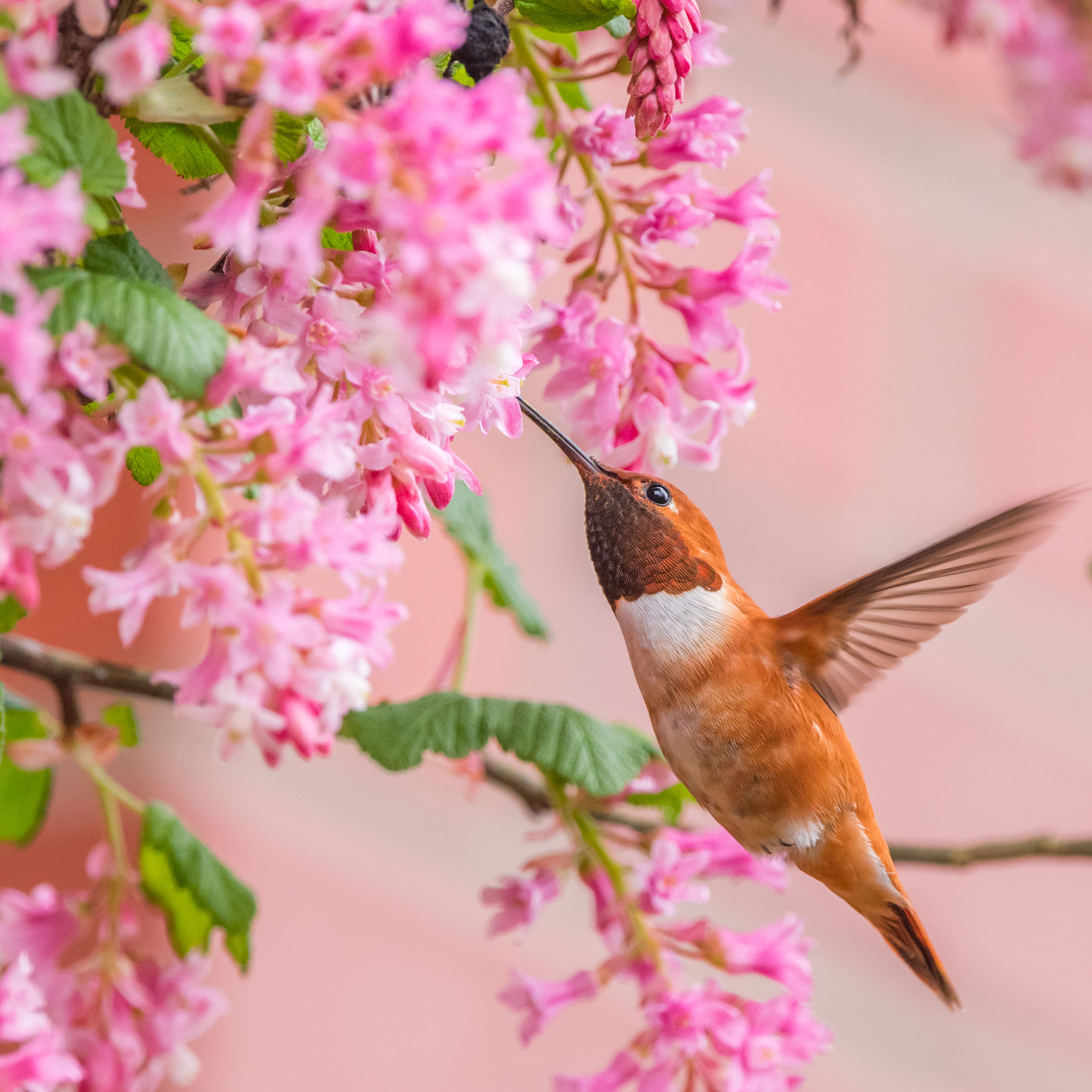 hummingbird flying to flowering currant in backyard