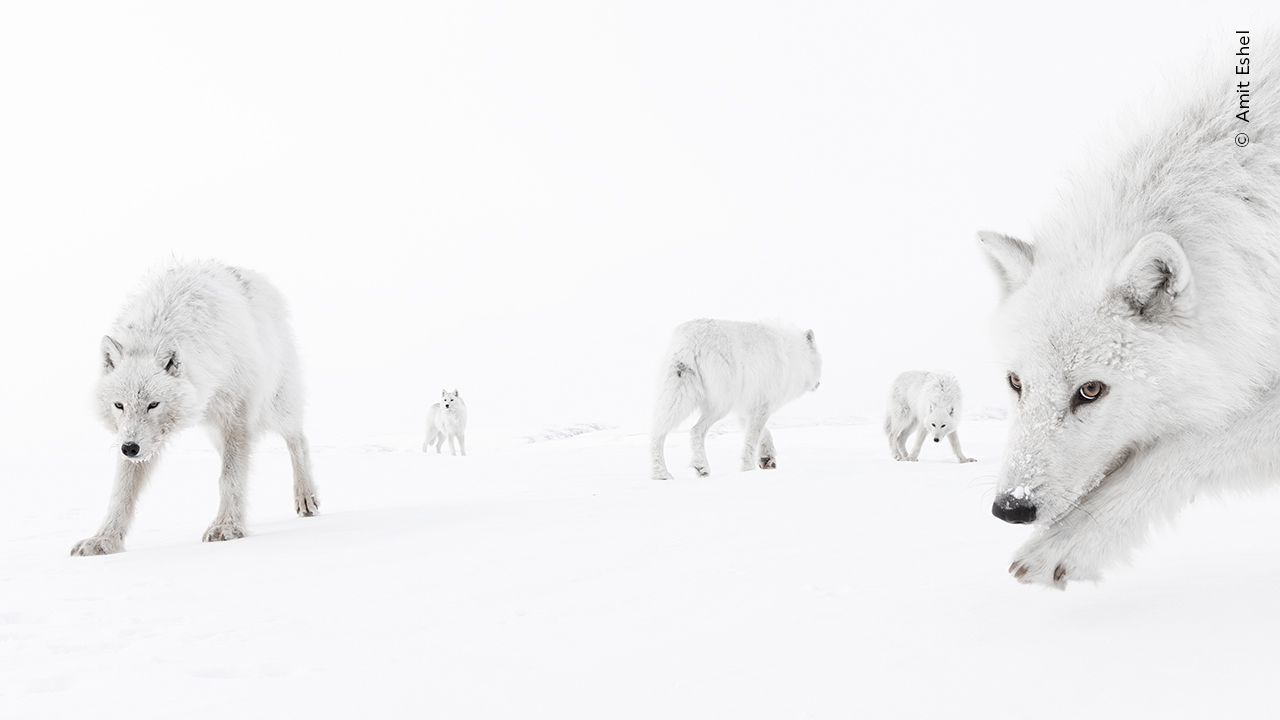 A pack of five arctic wolves walks across a snowy landscape. Their white fur blends with the snow, creating a serene, monochromatic scene