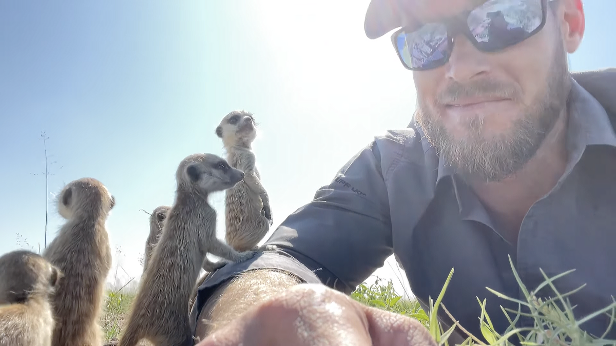 Adorable meerkats ambush a pro wildlife photographer in amazing funny video