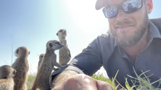 Nick Kleer wildlife photographer swarmed by meerkat family
