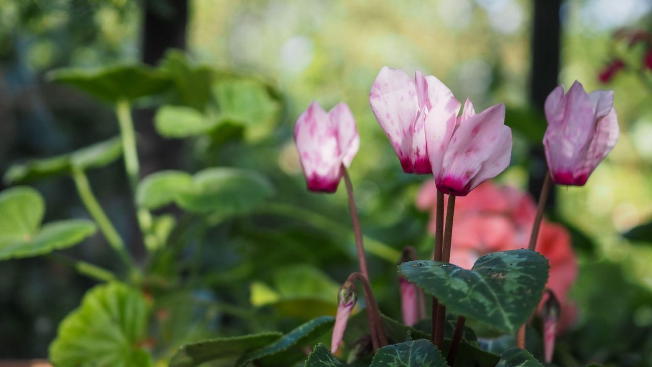 Cyclamen in shade