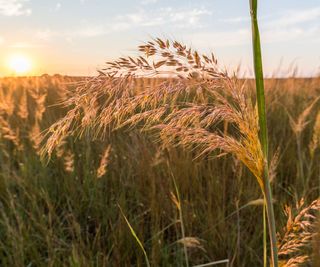 Indian grass growing in meadow garden