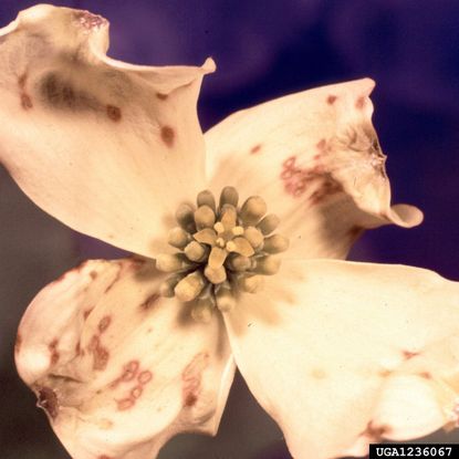 Dogwood Flower Damaged From Disease