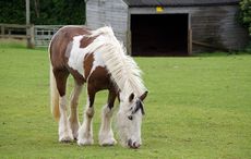 Cookie-at-Redwings-Hapton-23062016-1.jpg