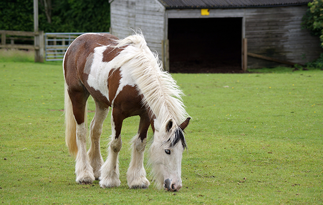 Cookie-at-Redwings-Hapton-23062016-1.jpg
