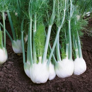 Fennel Rondo F1 via www.kingsseeds.com