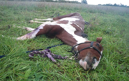 Horse with broken elbow and leg injury found abandoned in field