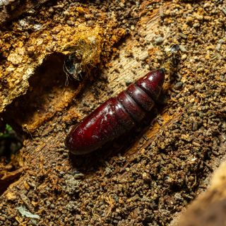 Close up of turnip moth cutworm in garden