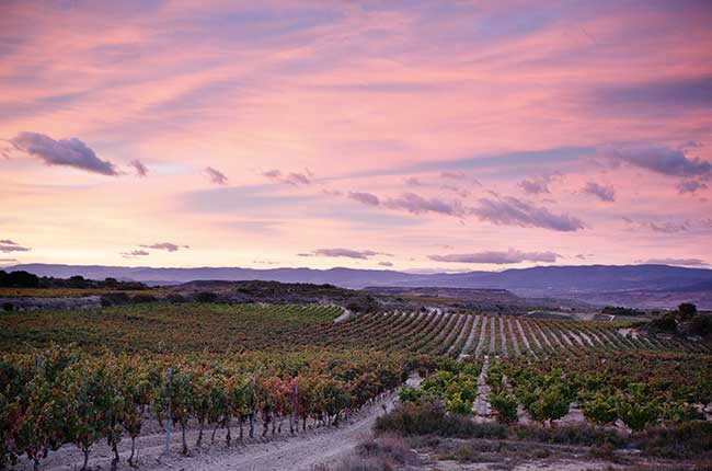 Bodegas Palacio, Rioja