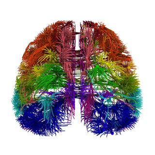 mouse brain map
