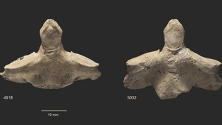 Two axis (second cervical) vertebrae showing cut marks indicating decapitation