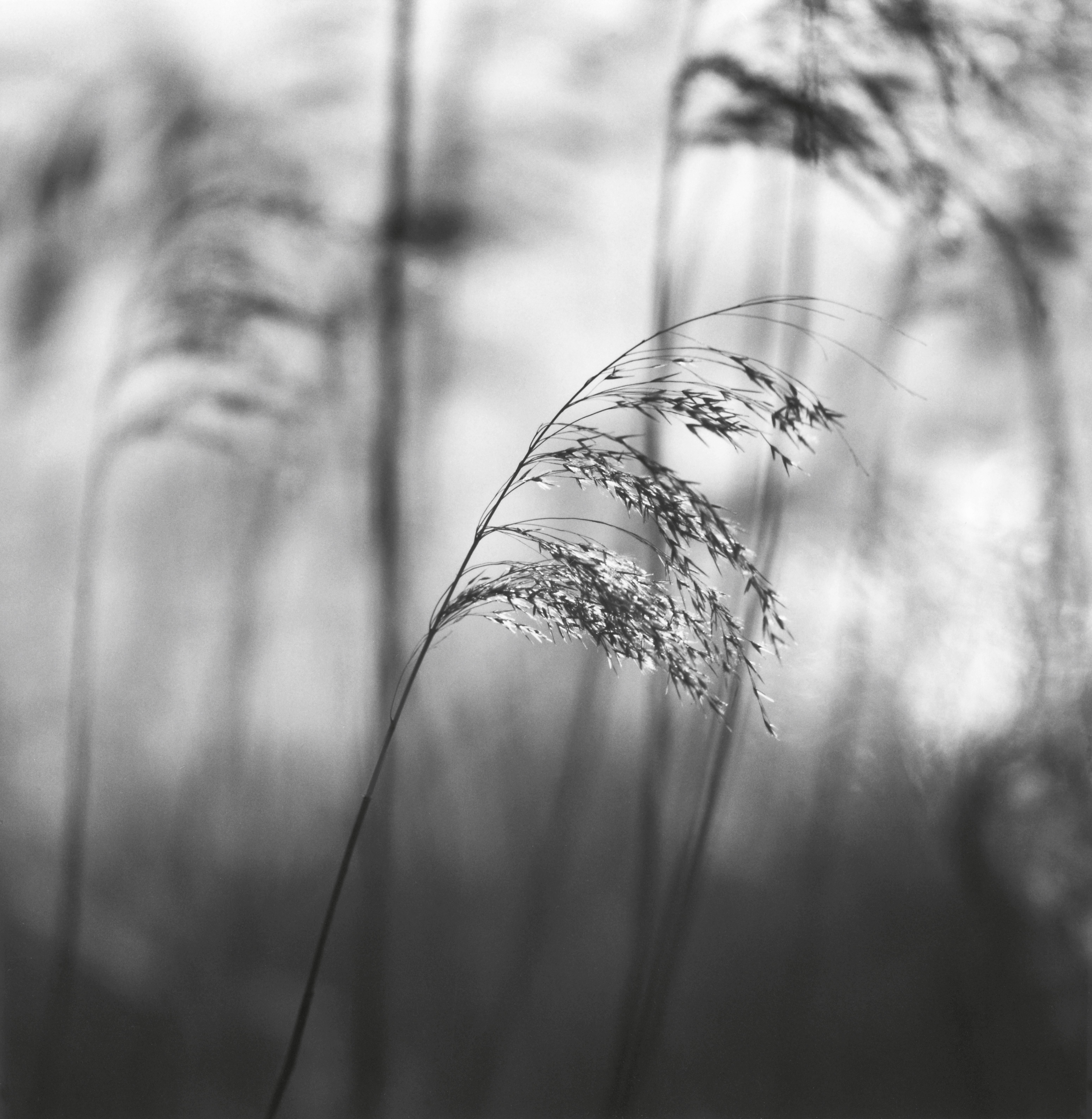 A close-up, shallow-focus shot captures delicate stalks of tall grass swaying and bending in the wind.