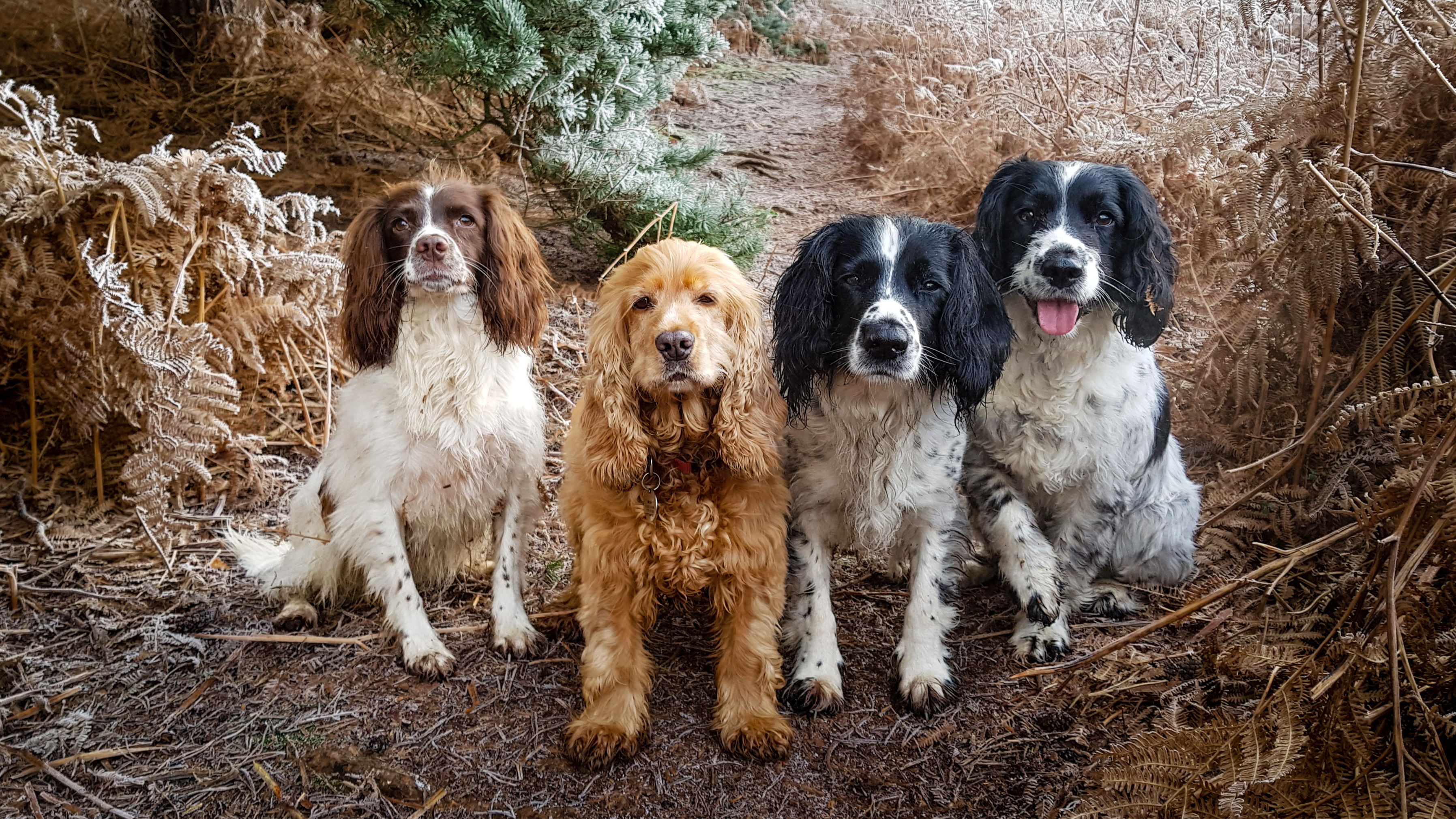 Group of English Cocker Spaniels and English Springer Spaniel