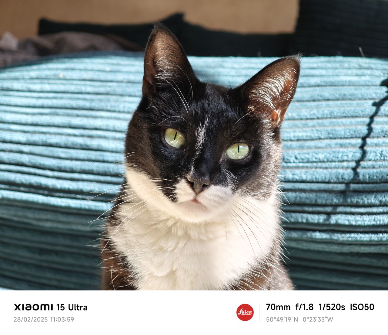 Xiaomi 15 Ultra camera sample cat detail