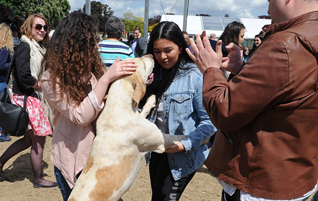 Ever heard of personal space? Hounds give a warm welcome to the public