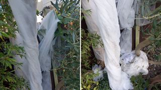 banana plants wrapped in horticultural fleece to protect banana plants in winter