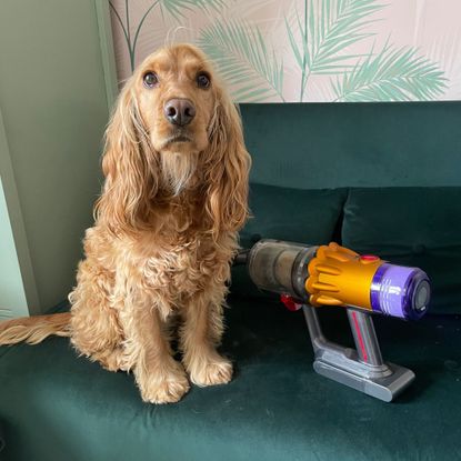 Handheld Dyson sitting on a green velvet sofa bed next to a golden cocker spaniel dog