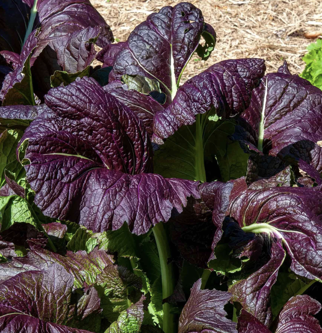Red Giant red mustard growing in garden