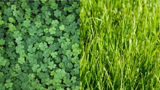 Collage of clover lawn on left and grass lawn on right