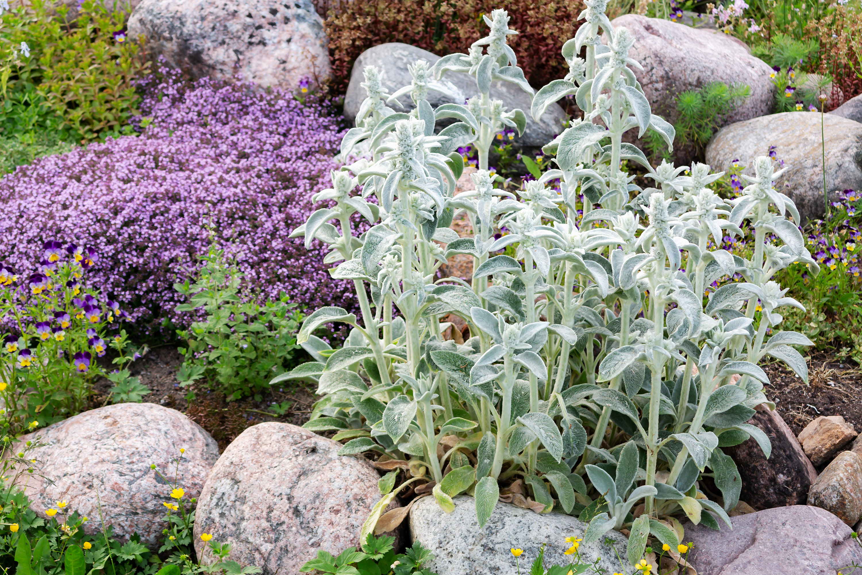 small rock garden ideas: stachys leaves in rockery