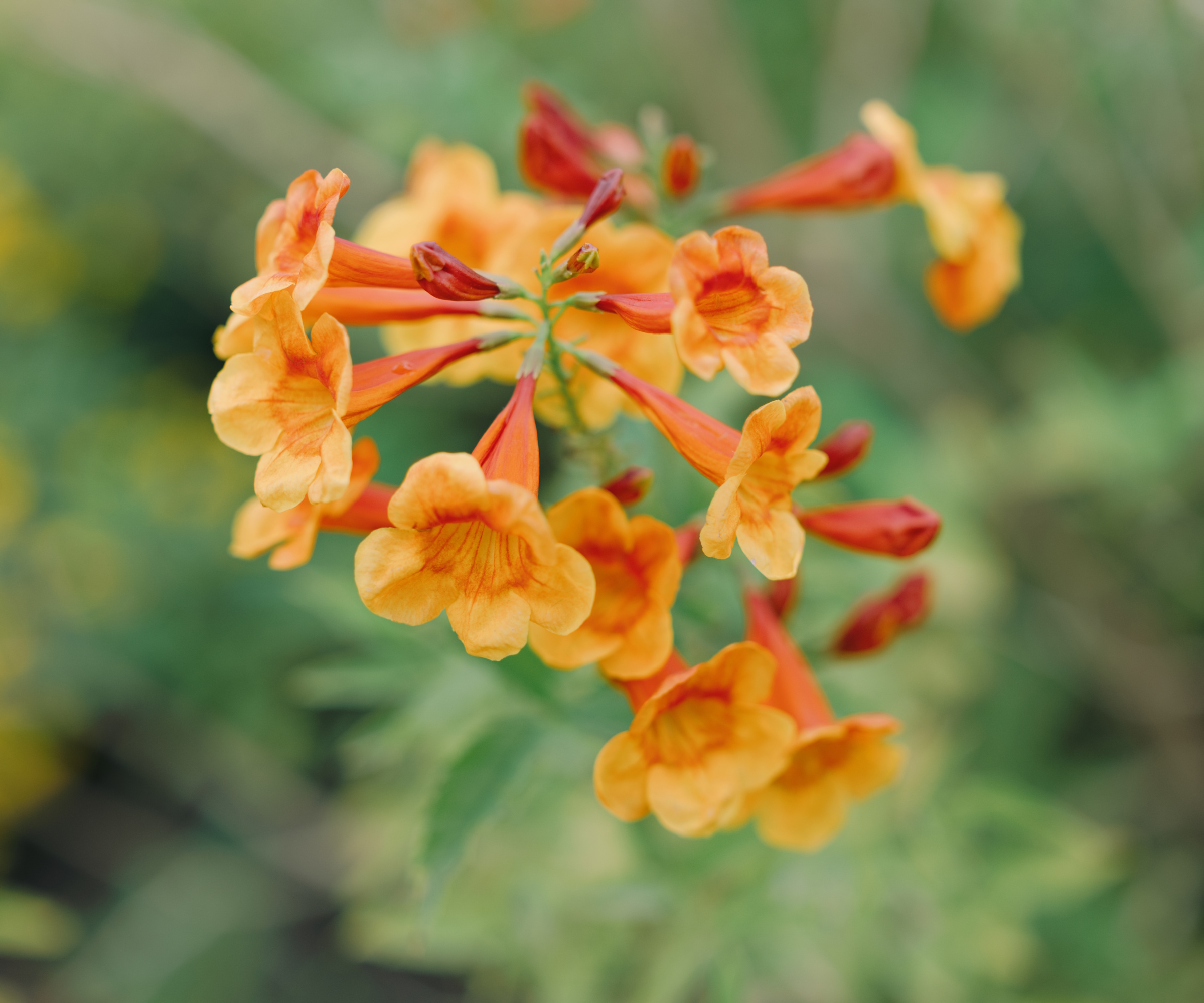 Orange trumpet flower