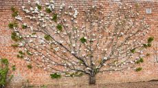 A fan-trained apple tree with blossom growing against a brick wall