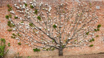 A fan-trained apple tree with blossom growing against a brick wall