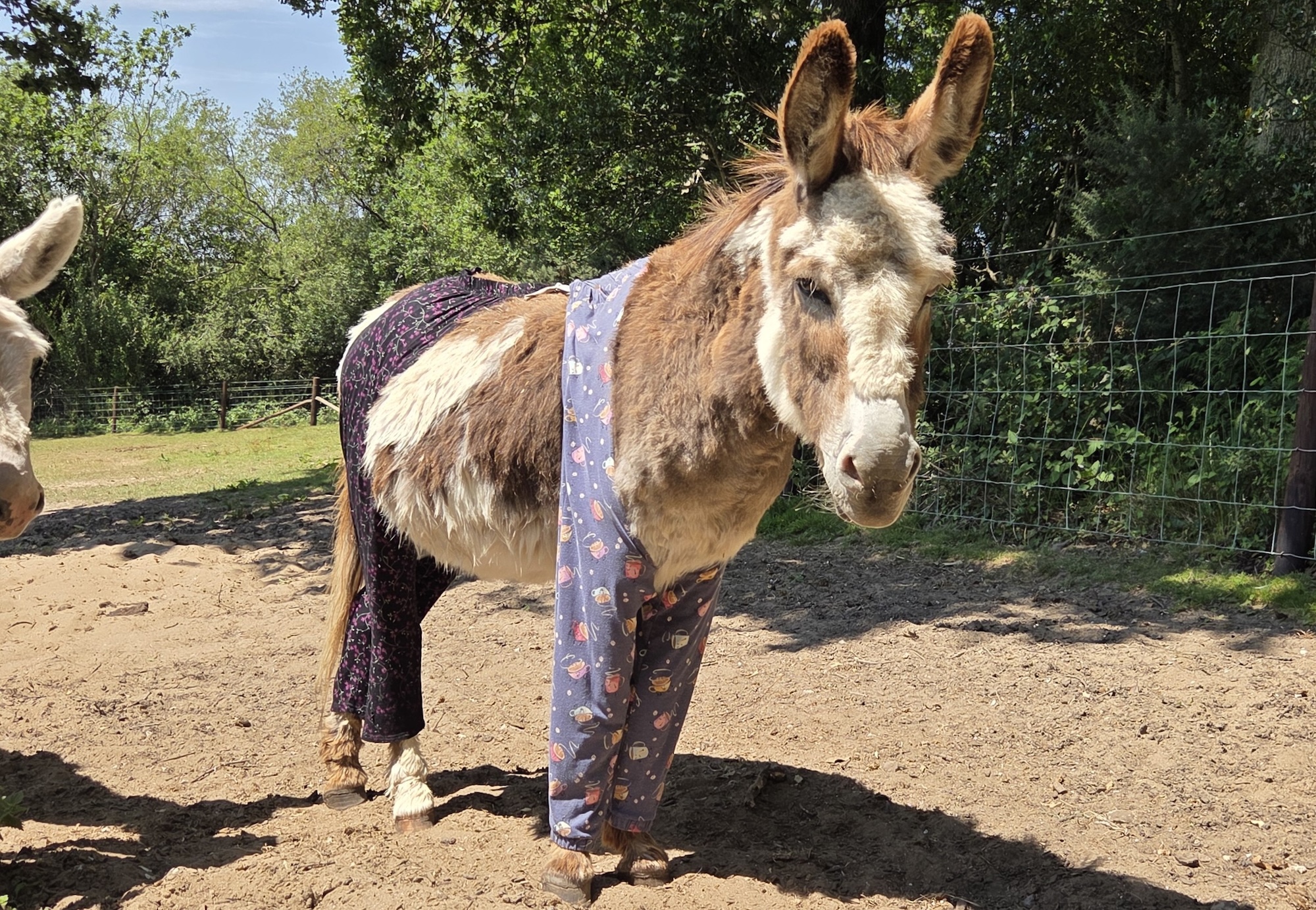 A donkey wearing pyjamas
