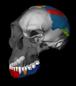 Researchers used bones of the Olduvai Hominid to reconstruct the Homo habilis skull, with the transparent parts based on a cranium from Kenya.