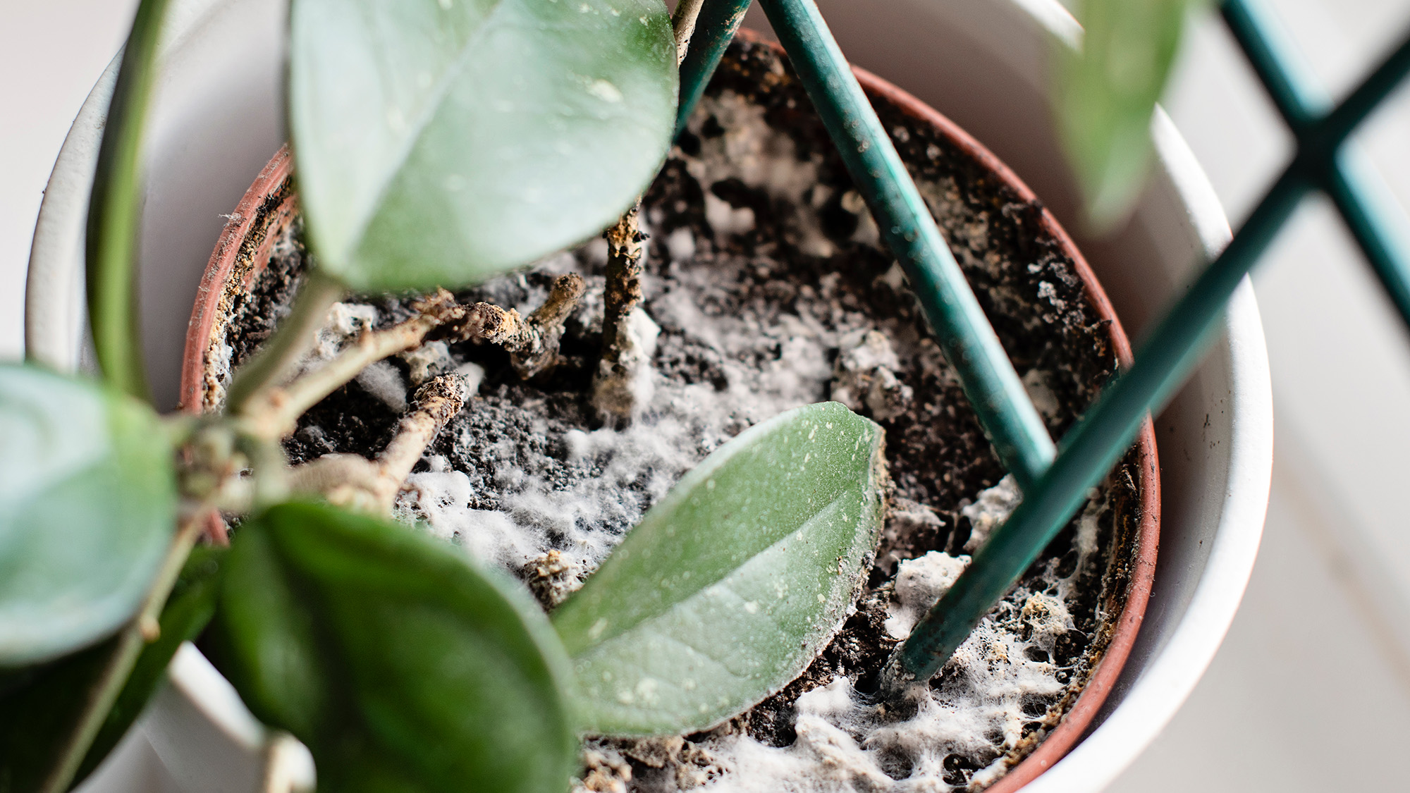 white mold on houseplant soil