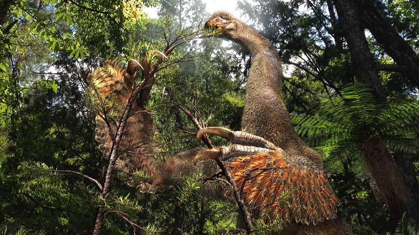 Artist illustration of the newfound dinosaur species Duonychus tsogtbaatari with two long sickle-shaped claws pulling a tree branch towards its mouth.